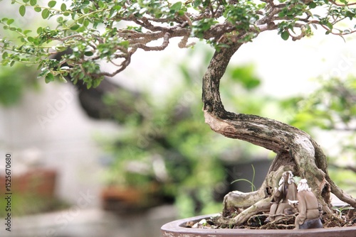 Bonsai is a tree that takes a long time to grow to the desired size