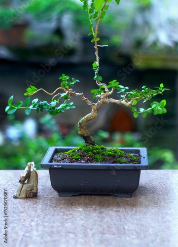 Bonsai is a tree that takes a long time to grow to the desired size