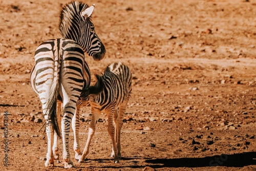 Zebras in a sunlit savanna landscape.