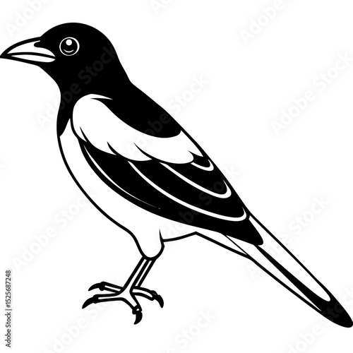 Black-hooded Oriole – Minimal Vector on White