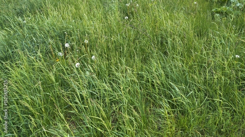 Grass on the lawn. Spring green uncut meadow grass. Close-up view of fresh grass, natural background