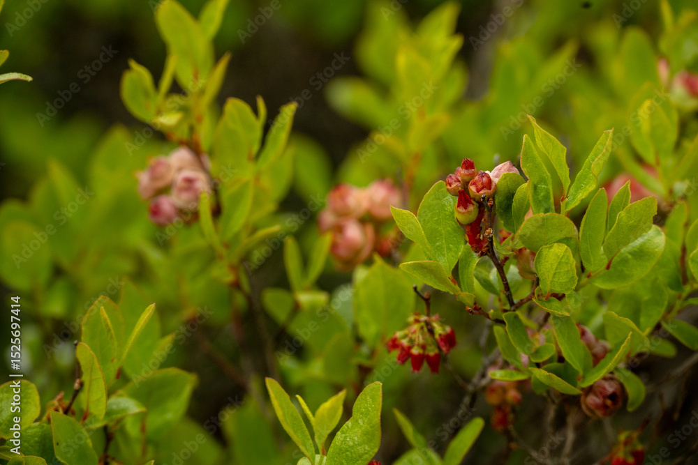 Black Huckleberry Bloom Wiht Pink and Red Flowers Against Bright Green Leaves Black Huckleberry Bloom Wiht Pink and Red Flowers Against Bright Green Leaves