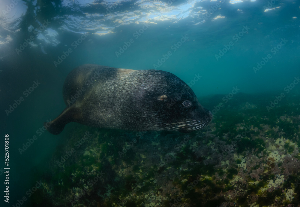 Fototapeta premium Lobo marino macho juvenil nadando bajo el agua