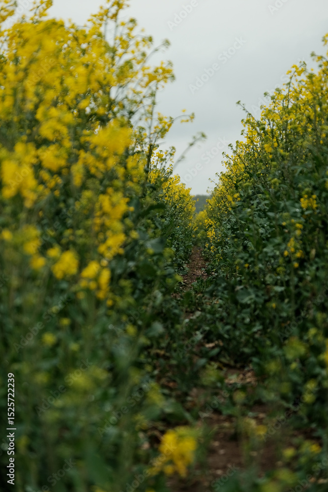 A field of yellow flowers with a path through it A field of yellow flowers with a path through it