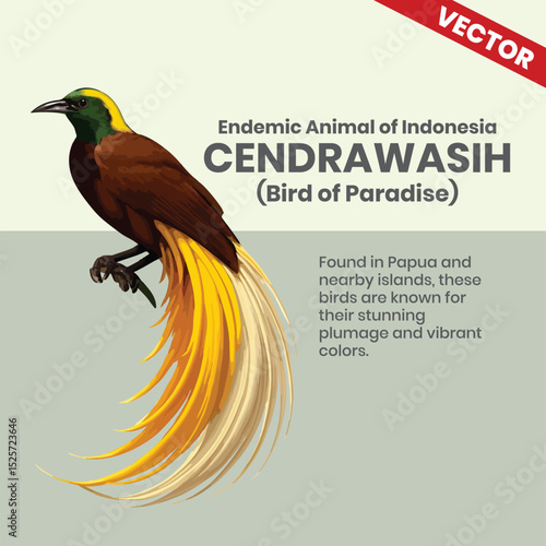 Cendrawasih Endemic Animals of Indonesia Wildlife Infographic