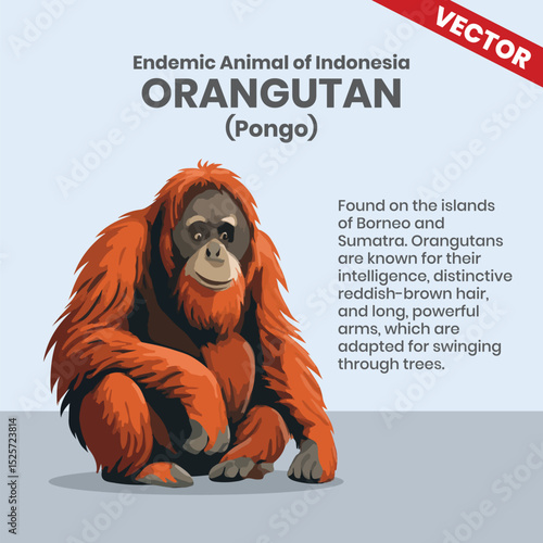 Orang Utan Endemic Animals of Indonesia Wildlife Infographic