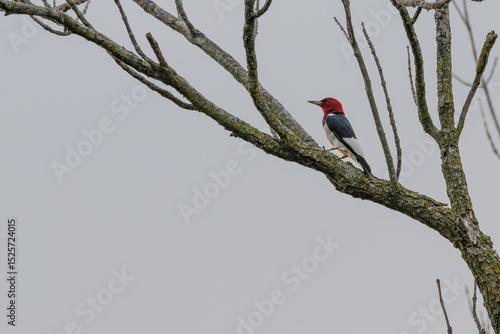 Red-headed woodpecker perched in a dead tree.