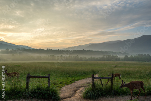 Deer enjoying a peaceful morning