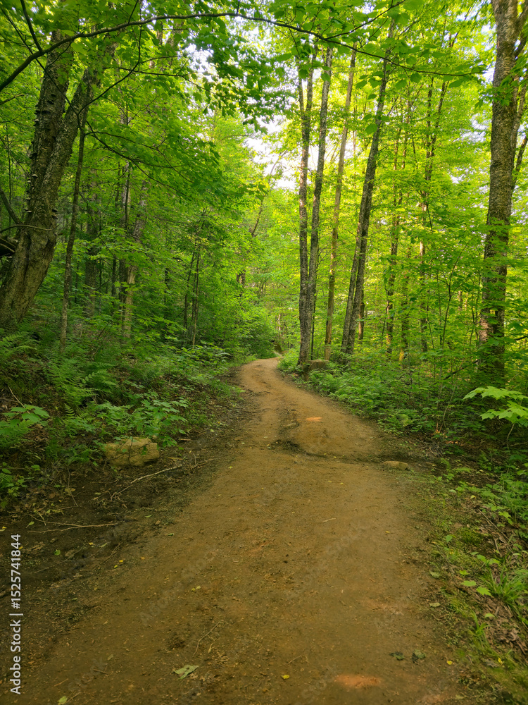 path in the forest path in the forest