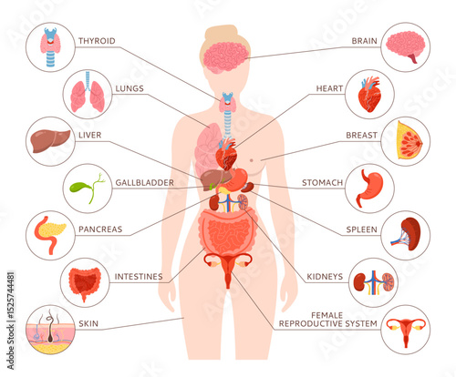 Female Human body internal organ with description illustration. Woman anatomy digestive, reproductive system. Anatomy simple structure. Cartoon medical scheme educational poster infographic vector
