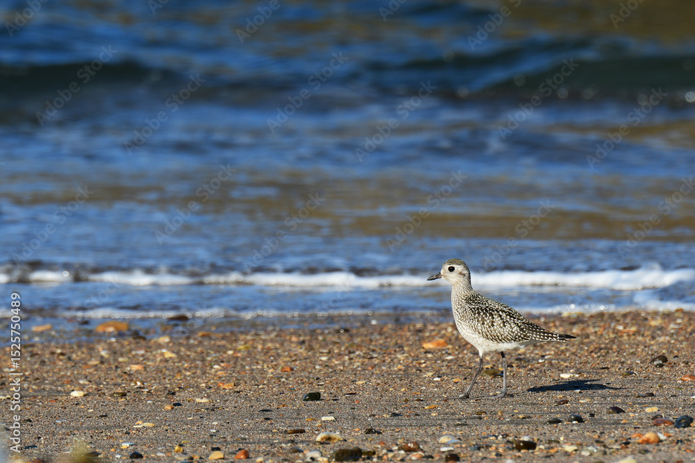 Fototapeta premium 海岸を歩く秋のダイゼン