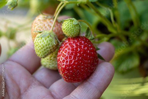 Hand with red strawberry, cultivation of berries in own garden, growing strawberries plants, red ripe berry
