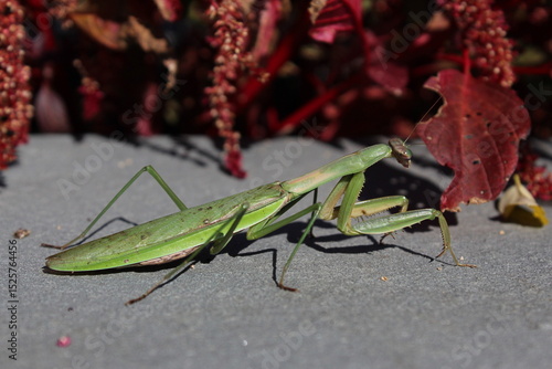 Photography Green Chinese mantis