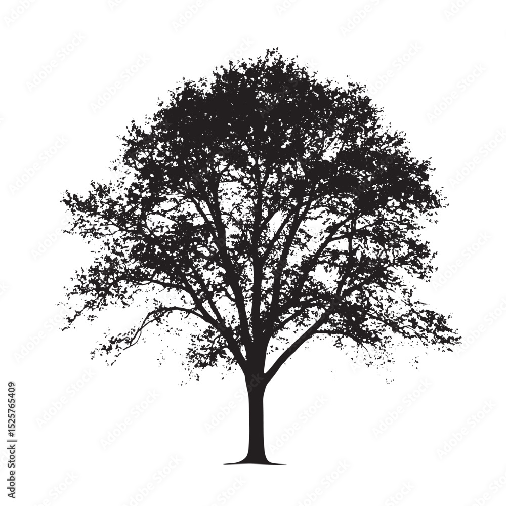 Obraz premium Simple Ash Tree Silhouette on White