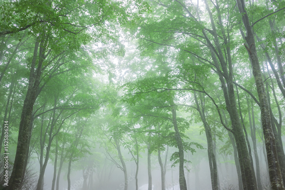 Naklejka premium green forest, trees in the fog