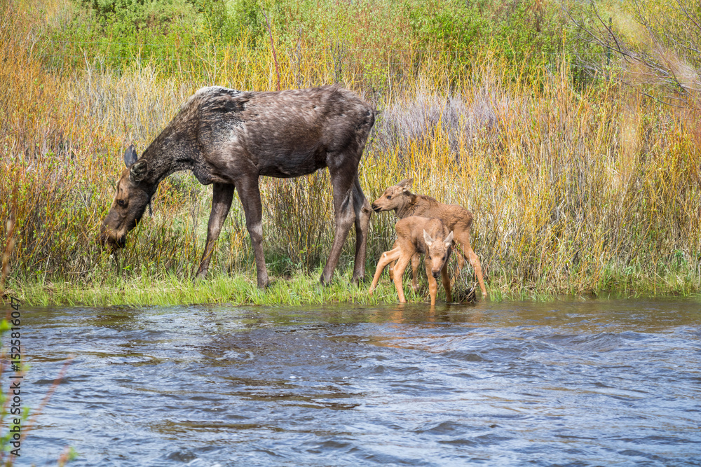 Moose with calves at Rocky Mountain National Park. Moose with calves at Rocky Mountain National Park.