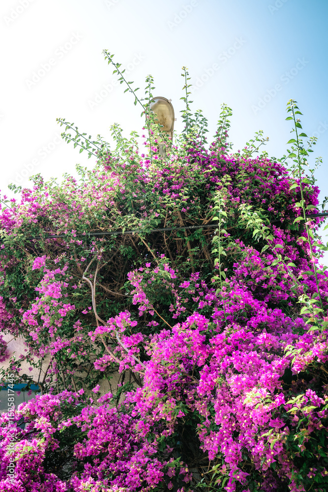 Obraz premium Charming Streets and Flowers in Antalya Old Town, Turkey
