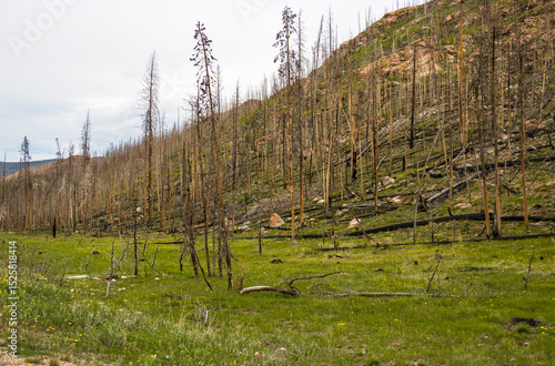 Burn scar in forest near Grand Lake at Rocky Mountain National Park