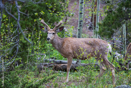 Mule deer standing in the forest near Sprague Lake at Rocky Mountain National Park.
