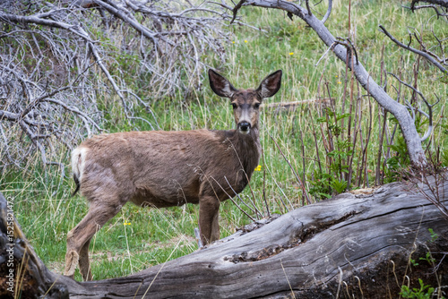 Mule deer standing in the forest near Sprague Lake at Rocky Mountain National Park.