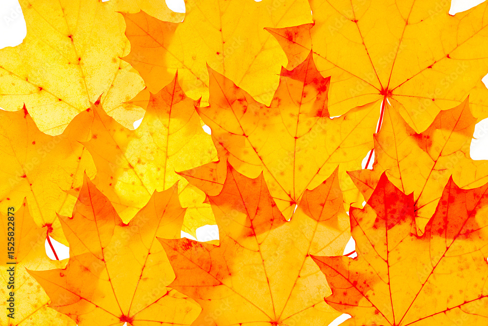Autumn minimal image with autumn yellow red maple leaf with natural texture, botanical design background, pattern. Fall aesthetic photography with macro leaves, seasonal autumnal foliage Autumn minimal image with autumn yellow red maple leaf with natural texture, botanical design background, pattern. Fall aesthetic photography with macro leaves, seasonal autumnal foliage