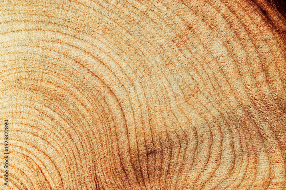 Fototapeta premium Natural wooden background, close up wood texture annual rings form. Top view of cross section of juniper log, graphic nature organic pattern. Sawed timber close up with tree ring pattern