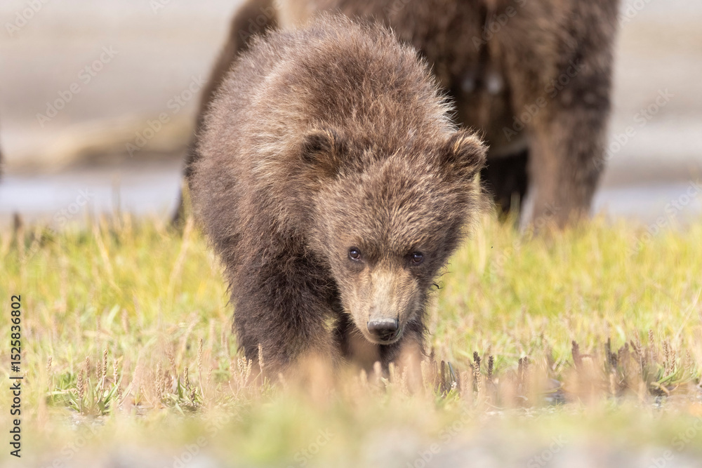 Fototapeta premium Wild coastal brown bear cubs in Hallo Bay in Katmai National Park in Alaska.