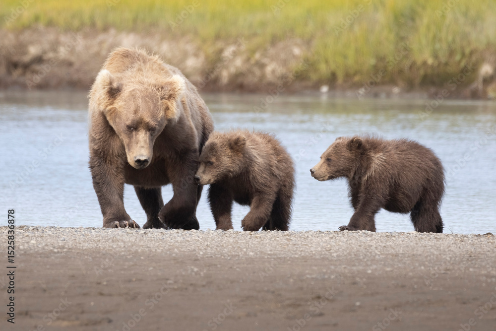 Fototapeta premium A wild coastal brown bear mother nurses her two young cubs in Hallo Bay in Katmai National Park in Alaska.