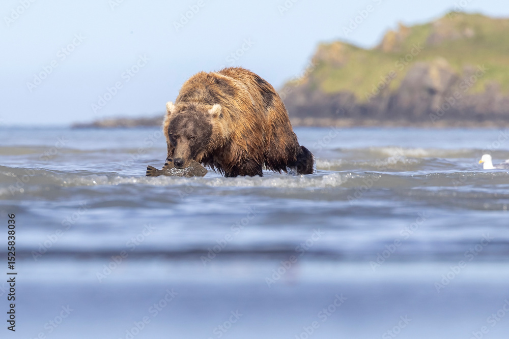 A wild coastal brown bear eats a flounder on the shores of Hallo Bay in Katmai National Park in Alaska. A wild coastal brown bear eats a flounder on the shores of Hallo Bay in Katmai National Park in Alaska.