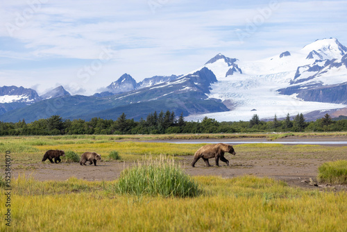 A wild coastal brown bear in Katmai National Park's Hallo Bay in Alaska.