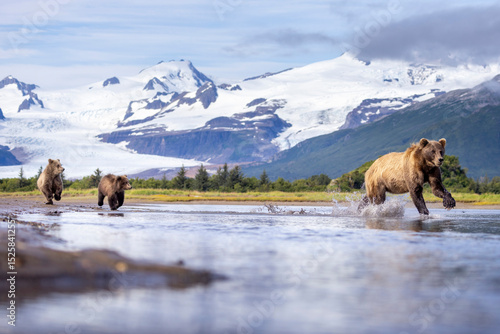 A mother coastal brown bear with her cubs in Hallo Bay in Katmai National Park in Alaska.