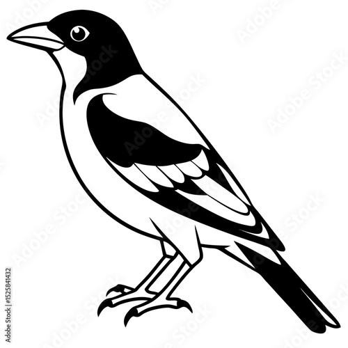Eurasian Golden Oriole Vector on White