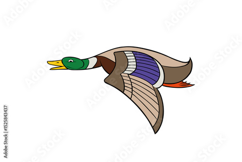 illustration of ballard duck flying on white background