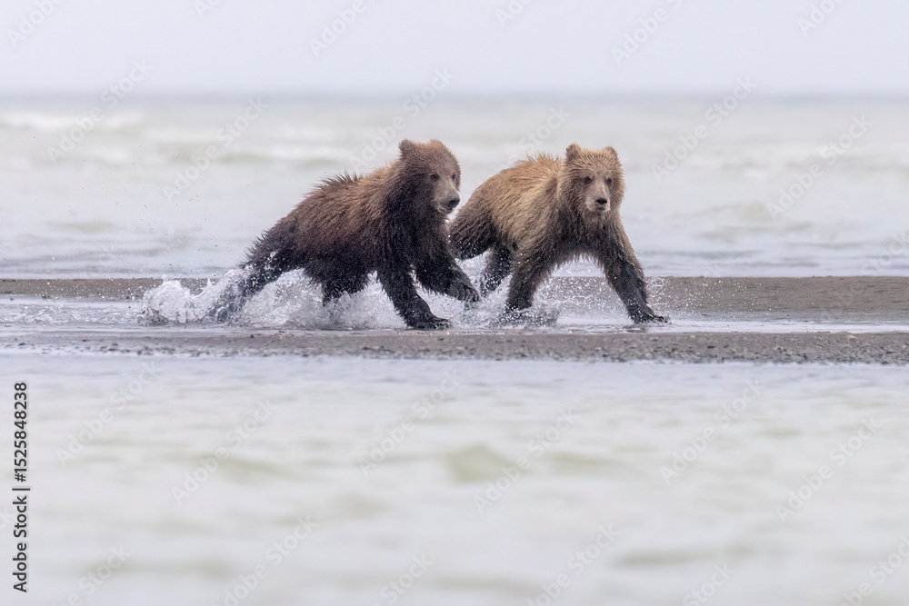 Fototapeta premium Coastal brown bear cubs in Katmai National Park in Alaska