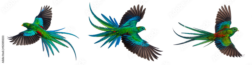 Fototapeta premium Resplendent Quetzal soaring sideways with vibrant tail feathers, isolated on transparent background