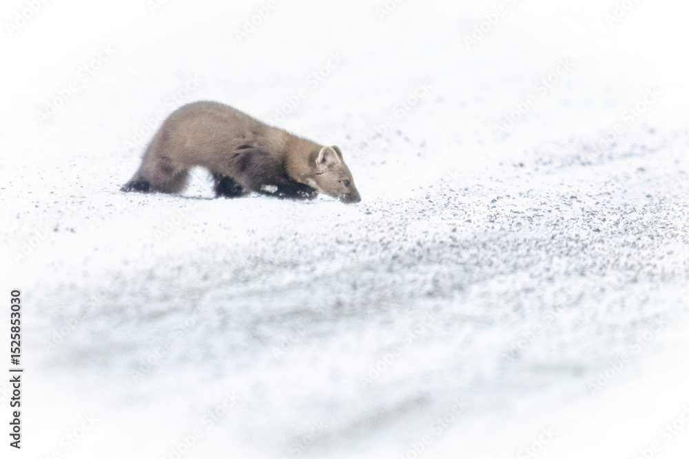 Obraz premium A wild pine marten in Sax-Zim Bog in Minnesota.