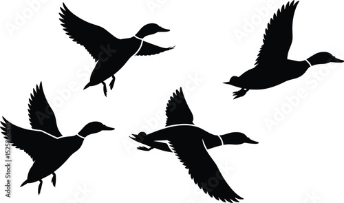 Flying duck silhouettes, bird in flight vector, wild duck shadow art, mallard graphic, animal silhouette illustration, wildlife motion graphic