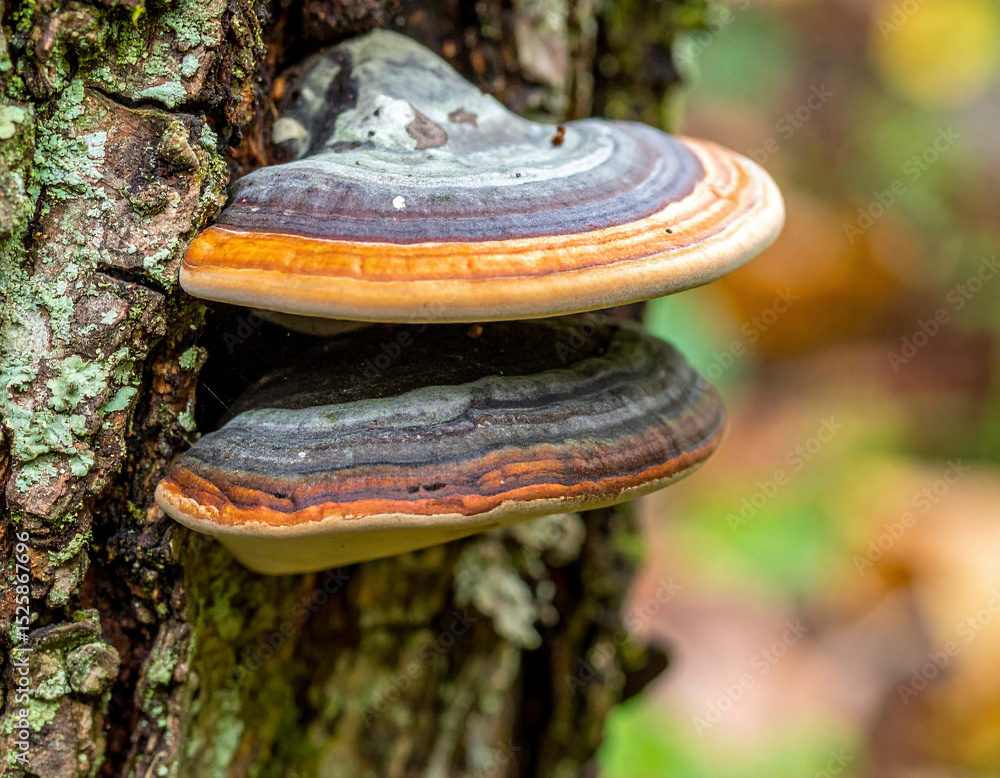 Fototapeta premium Two vividly colored bracket fungi grow side by side on the bark of a tree in a forest, showcasing layered textures and hues in natural surroundings.