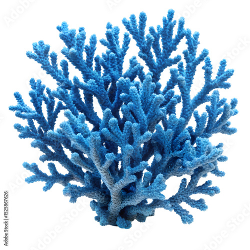 Fototapeta Naklejka Na Ścianę i Meble -  Vibrant blue coral reef isolated against a black background showcasing natural marine beauty.
