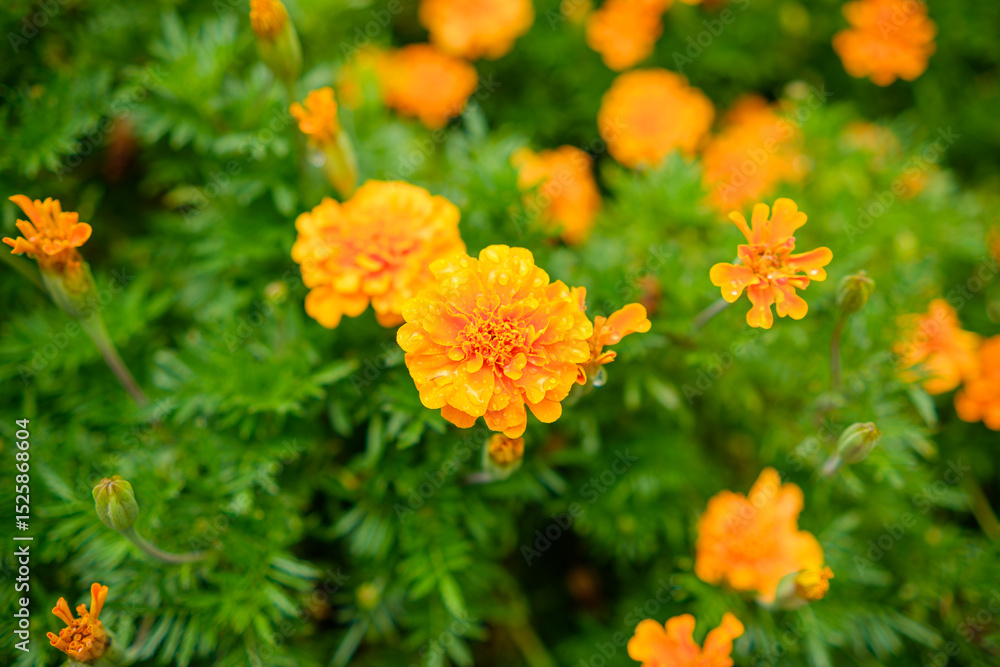 Obraz premium 朝露を纏った鮮やかなマリーゴールドのクローズアップ