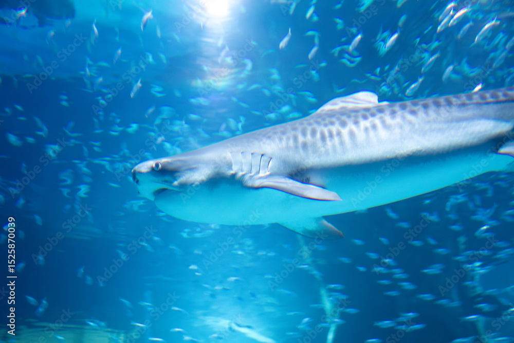 Fototapeta premium A Tiger Shark at a local aquarium