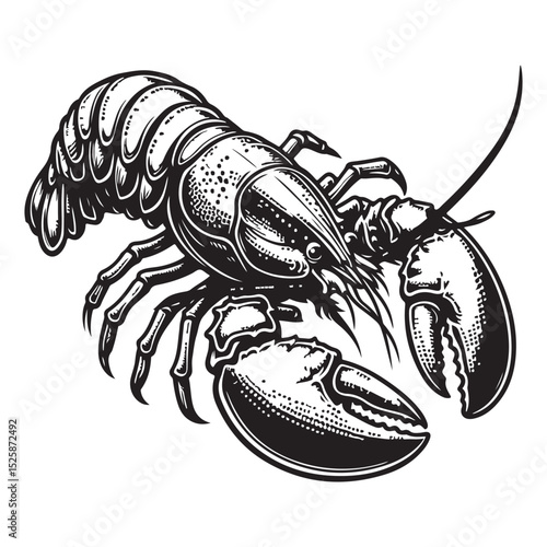 Fresh lobster vector image