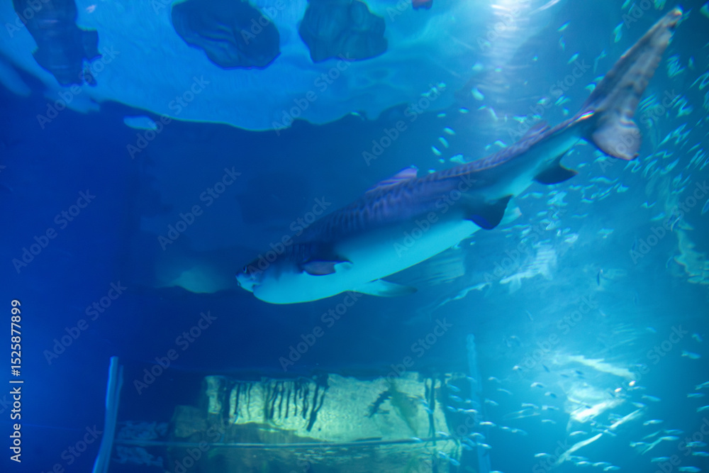 Fototapeta premium A Tiger Shark at a local aquarium