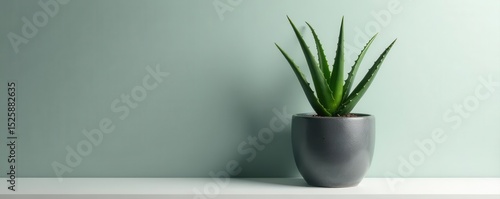 Side view of aloe vera in dark cement pot on white shelf, shelf, natural