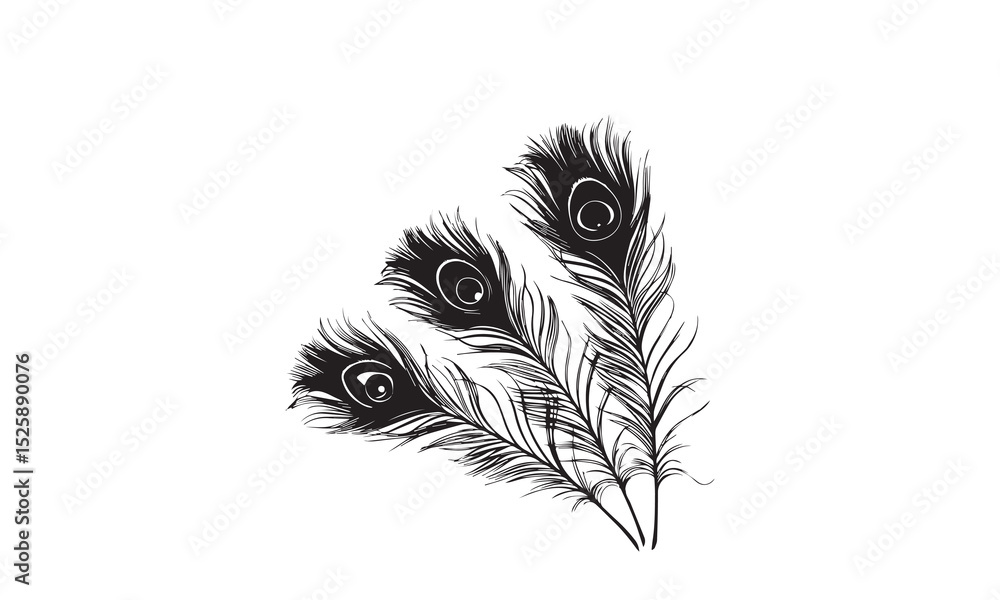 Obraz premium Peacock Feathers Design