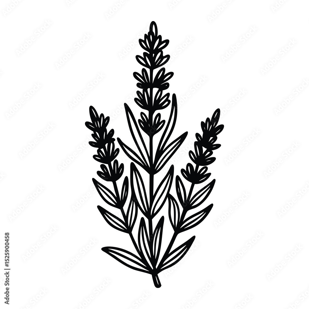 Fototapeta premium Lavender SVG