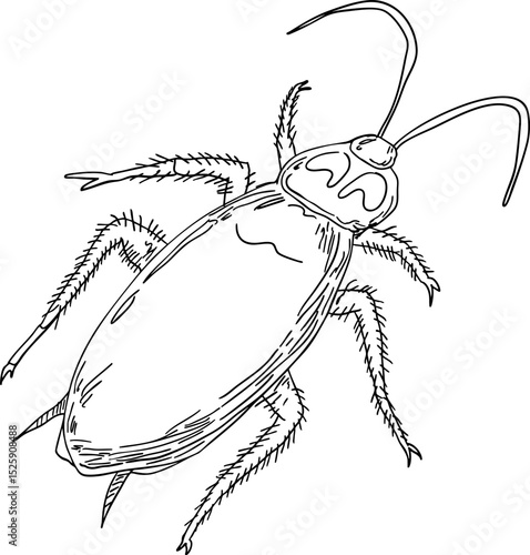 sketch cockroach hand drawn  insect
