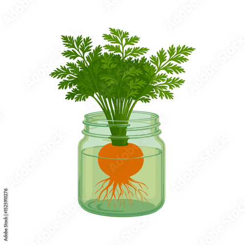 Carrot Top Growth: Green Sprouts in Water