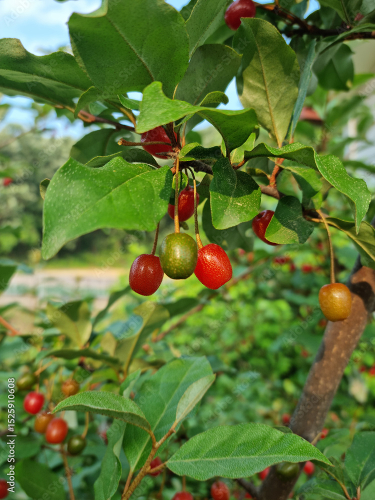 Obraz premium Ripe Autumn Olive Berries (Elaeagnus Umbellata) growing on a branch . oleaster