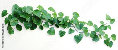 long trailing vine with lush green heart-shaped leaves against a clean white background